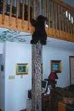 Plush bear climbs painted tree